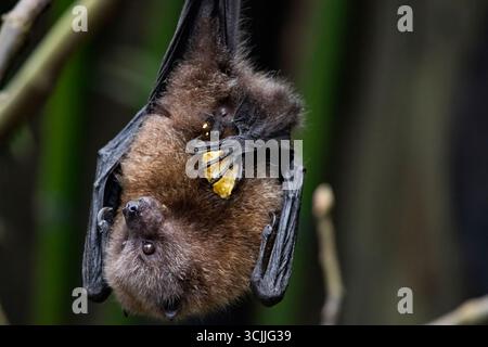 Die Rodrigues-Fledermaus (Pteropus rodricensis) ist eine Fledermausart aus der Familie der Pteropodidae. Stockfoto