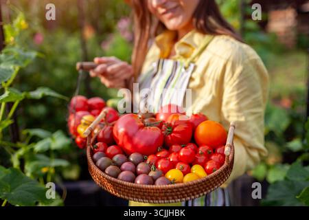 Tomatengurkenernte. Nahaufnahme von reifem Gemüse in den Händen des Bauern. Gärtner hält Korb und Tablett mit herbstlichem Erntegut. Stockfoto