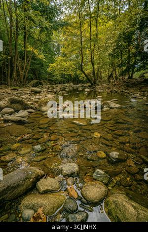 Flacher Waldbach in Griechenland mit klarem Wasser, das über glatte Felsen fließt, umgeben von grünen Bäumen in friedlicher Natur Stockfoto