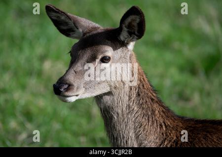 Der Rothirsch (Cervus elaphus) ist eine der größten Hirscharten. Ein männlicher Rotwild wird Hirsch oder hirsch genannt, und ein Weibchen wird Hirsch oder Hirsch genannt. Stockfoto