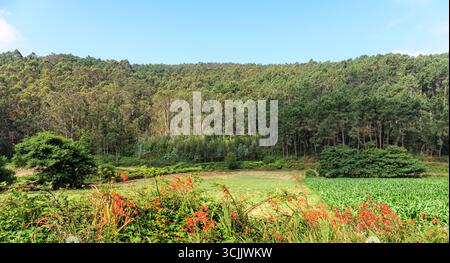 Die galizische ländliche Landschaft wirkt üppig und beschaulich und verbindet natürliches Grün mit landwirtschaftlicher Geometrie in einer ruhigen Sommeratmosphäre. Stockfoto