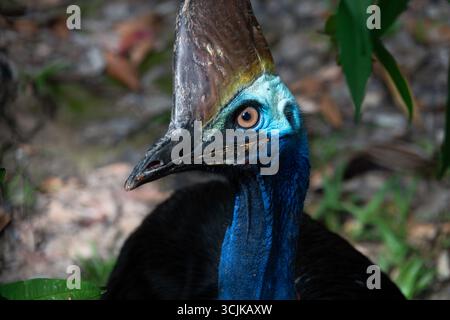 Nahaufnahme Porträt des südlichen Kasuars (Casuarius casuarius), fotografiert im Daintree Rainforest Stockfoto