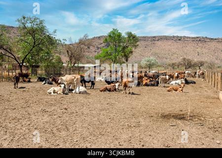 Australischer Charbray, Futterrinder im Stall, Rinderrasse im Kraal, afrikanische Farm Top-Futterumwandlungsraten, ausgezeichnete Gewichtszunahme und ein ideales Auto Stockfoto