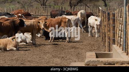 Australischer Charbray, Futterrinder im Stall, Rinderrasse im Kraal, afrikanische Farm Top-Futterumwandlungsraten, ausgezeichnete Gewichtszunahme und ein ideales Auto Stockfoto