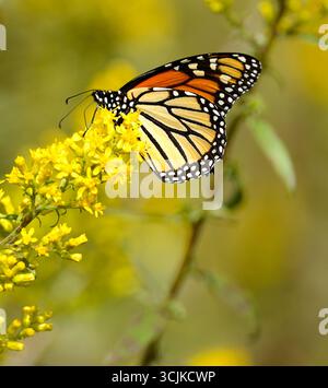 Monarch Butterfly auf Goldenrod in einer Iowa Prairie Stockfoto