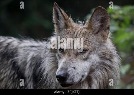 Der mexikanische Wolf (Canis Lupus baileyi), auch bekannt als Lobo Mexicano (oder einfach lobo), ist eine Unterart des Grauwolfs. Stockfoto