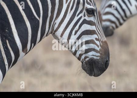 Grants Zebras (Equus quagga boehmi) im Amboseli-Nationalpark, Kenia Stockfoto