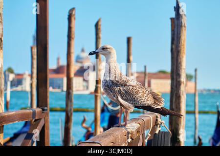 Möwe steht auf hölzernem Pier mit verschwommenem Blick auf den Kanal von Venedig und die Gebäude im Hintergrund. Reise- und Tourismuskonzept in Italien Stockfoto