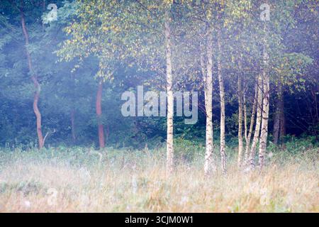 Birkenbäume am Nebelmorgen - Wald in Polen Stockfoto