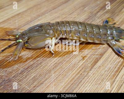 Rohe Mantis Shrimp auf hölzernem Schneidebrett, Nahaufnahme Stockfoto