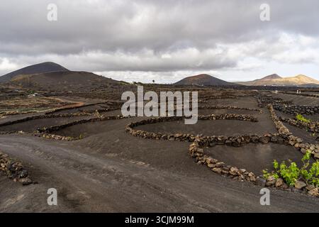 Malerischer Blick auf die Weinberge in der Vulkanlandschaft von Lanzarote. Die einzigartige Anbaumethode schafft einen interessanten Kontrast zum Gelände. Stockfoto