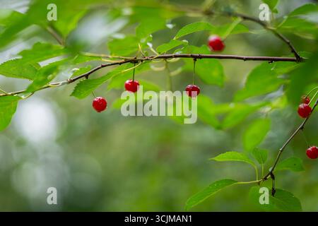 Kirschzweig mit Früchten nach Regen. Kirschzweig mit Regentropfen, Hintergrund. Süße Kirsche (Prunus avium). Zweig mit Reifen Früchten auf einem Baum. Stockfoto