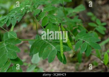 Lathyrus niger bietet zarte grüne Blätter und Erbsenschoten, die in einer lebhaften Sommerumgebung zwischen üppigem Laub und natürlicher Umgebung gedeihen Stockfoto