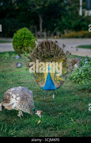 Majestätischer Pfau mit lebendigen Schwanzfedern auf Einem nahegelegenen Erdmännchen. Werbesituale, farbenfrohes Gefieder, üppiger Garten, Tierwelt, Naturdokumentationen Stockfoto