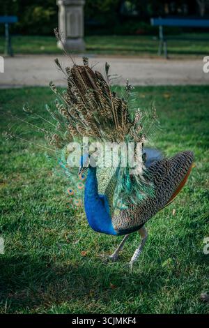 Männlicher Pfau in voller Feder Anzeige auf Einem Grasrasen mit verschwommenem Garten Hintergrund. Lebendige Farben, komplizierte Muster, Balz mit Wildtieren, Natur Stockfoto