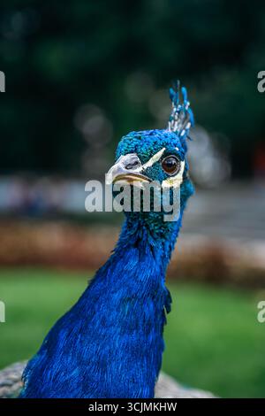 Nahaufnahme Porträt von Kopf und Hals Eines Pfaus mit leuchtendem blauem Gefieder. Detaillierte Federn, auffällige Augen, natürliche Schönheit, Tierfotografie Stockfoto