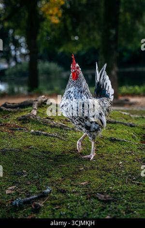 Ein schwarz-weiß gesprenkelter Hahn streut selbstbewusst auf moosbewachsenem Boden. Nutztier, leuchtender roter Kamm, selbstbewusste Haltung, natürliches Außenlicht Stockfoto