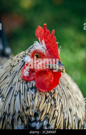 Nahaufnahme Porträt Eines Hahns mit Einem auffälligen roten Kamm und Schwarz-weiß-Federn. Bauernhoftier, detaillierte Details, lebhafte Farben, rustikaler Charme Stockfoto