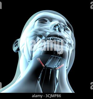 Diese 3D-Abbildung zeigt eine Ansicht der Stylohyoidmuskulatur auf der Röntgenmuskulatur Stockfoto