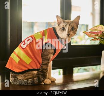 Hauskatze mit orangefarbenem Hemd, die in die Kamera schaut Stockfoto