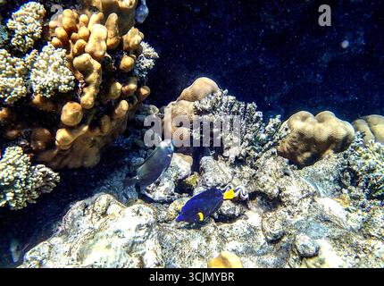 Der Gelbschwanzzahn Zebrasoma xanthurum und der dunkle Chirurgenfisch Acanthurus nigrofuscus schwimmen in der Nähe von gelappten Korallen Porites, Hirnkorallen Diploria und Blatt cora Stockfoto