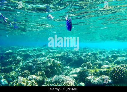 Sergeant Major Fish Abudefduf saxatilis schwimmt über lappenden Korallenporiten, Hirnkorallen Diploria und Fingerkorallen Porites comsa im flachen Riff ha Stockfoto