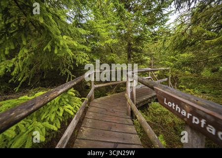 Ein Holzweg mit Namensschild schlängelt sich durch dichten, grünen Wald, Lotharpfad, Schwarzwald, Deutschland Stockfoto