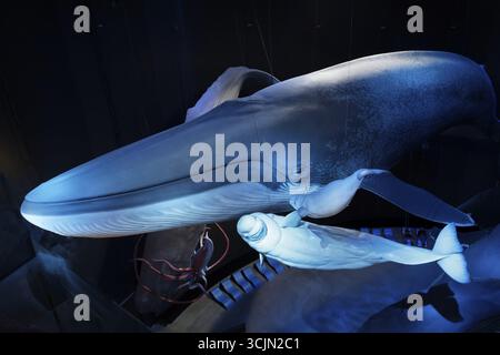Blauwal (Balaenoptera musculus) und Belugawal, Weißwal (Delphinapterus leucas), Nachbildung im Maßstab 1:1, Ozeaneum, Natukundemuseum, Museumsvorführung Stockfoto