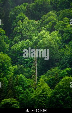 Atemberaubender Wald- und Flussblick auf die Schwarzmeerregion Karadeniz im Norden der Türkei Camlihemsin Cat Village in Rize Türkei Stockfoto