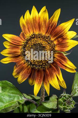 Nahaufnahme einer Sonnenblume mit leuchtenden Blütenblättern und Tautropfen Stockfoto