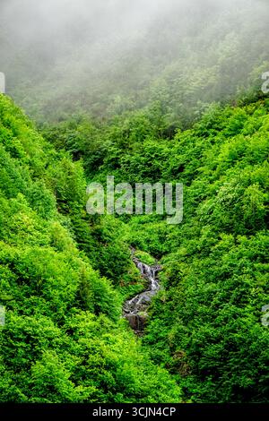 Atemberaubender Wald- und Flussblick auf die Schwarzmeerregion Karadeniz im Norden der Türkei Camlihemsin Cat Village in Rize Türkei Stockfoto