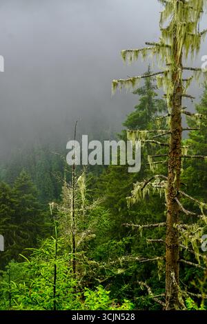Atemberaubender Wald- und Flussblick auf die Schwarzmeerregion Karadeniz im Norden der Türkei Camlihemsin Cat Village in Rize Türkei Stockfoto