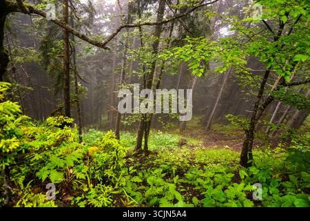 Atemberaubender Wald- und Flussblick auf die Schwarzmeerregion Karadeniz im Norden der Türkei Camlihemsin Cat Village in Rize Türkei Stockfoto