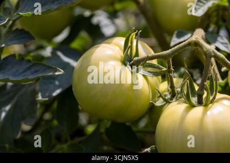 Tomatenfrüchte sind im Garten grün und wachsen zu Hause rote Tomaten an, die vor der Reifung grün sind Stockfoto