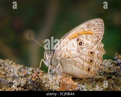 Makroaufnahme eines europäischen Pfauenfalters (Aglais io) mit augenähnlichen Flecken auf Flügeln, die auf strukturierter Rinde in einem natürlichen grünen Bokeh-Hintergrund ruhen Stockfoto