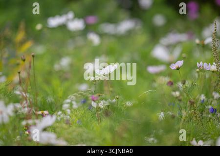 Ein traumhafter, weicher Blick auf eine Sommerwiese voller zarter weißer und rosafarbener Wildblumen des Cosmos (Cosmos bipinnatus). Stockfoto