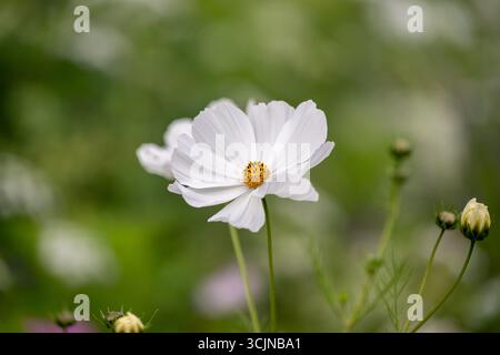 Eine einzelne, perfekt weiße Cosmos (Cosmos bipinnatus) Blume im Fokus vor einem weichen, grünen, unscharfen Hintergrund in einem Sommergarten. Stockfoto