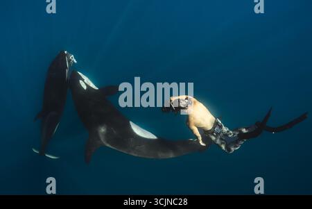 Blick auf einen Taucher, der mit Orcas im tiefblauen Meer interagiert, einen Tanz von Riesen unter den Sonnenstrahlen, einen Moment der Verbindung, La Ventana, Baja Californ Stockfoto