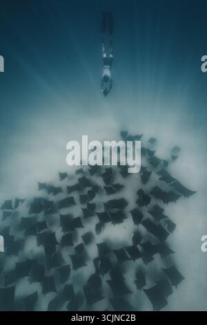 Der Blick auf einen Freitaucher geht anmutig hinunter zu einem faszinierenden Ballett aus Mobula, das über den Sandboden des Ozeans gleitet, La Ventana, Baja California Sur, Mexiko. Stockfoto