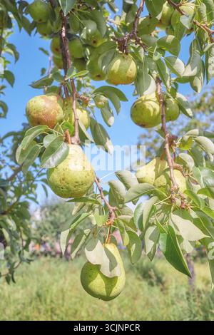 Reife Birnen auf einem Baum, selektiver Fokus. Stockfoto