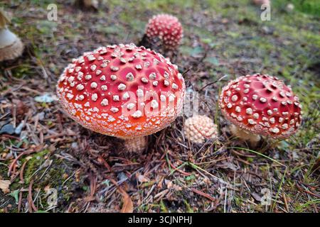Amanita muscaria, der Fliegenpilz oder der Fliegenpilz Amanita, der im Park wächst. Amanita Muscaria ist toxisch und kann halluzinogene Wirkungen haben. Stockfoto