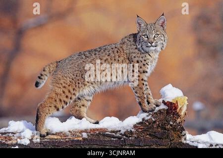 Luchs Stockfoto