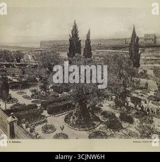 Jerusalem, Flortus Gethsemani historische Schwarz-weiß-Fotografie von J. H. Halladjian, veröffentlicht 1900 Stockfoto