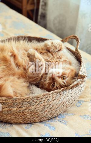 Niedliche Ingwerkatze laing in seinem weichen, kuscheligen, runden, gewebten Katzenbett auf einem Bett Stockfoto