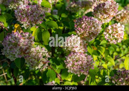Rosafarbene und weiße Hortensie-Blüten im Sonnenlicht. Eine Gruppe blühender Hortensie-Blüten mit weichen rosa und weißen Blüten, umgeben von grünen Blättern Stockfoto