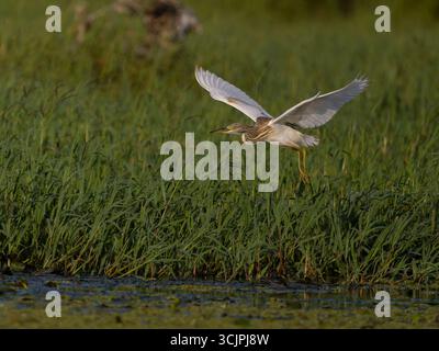 Räucherreiher, Ardeola ralloides, Einzelvogel im Flug, Serbien, September 2025 Stockfoto