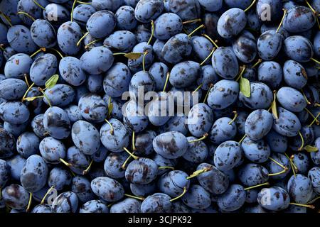 Frische Bio- und reife Pflaume, Nahaufnahme Stockfoto