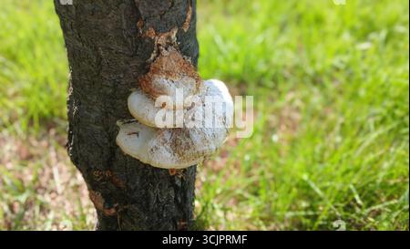 Nahaufnahme eines großen Zunderpilzes aus Polyporen Stockfoto
