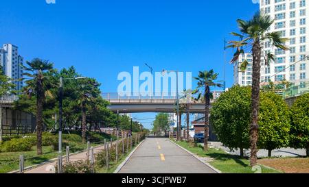 Ein Weg gesäumt von Palmen an einem sonnigen Tag Stockfoto