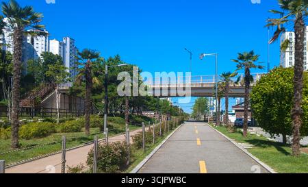 Ein Weg gesäumt von Palmen an einem sonnigen Tag Stockfoto